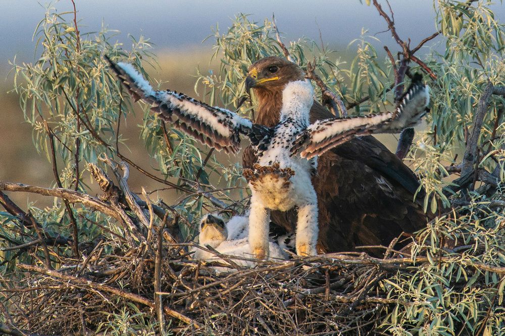 Полет между жизнью и смертью