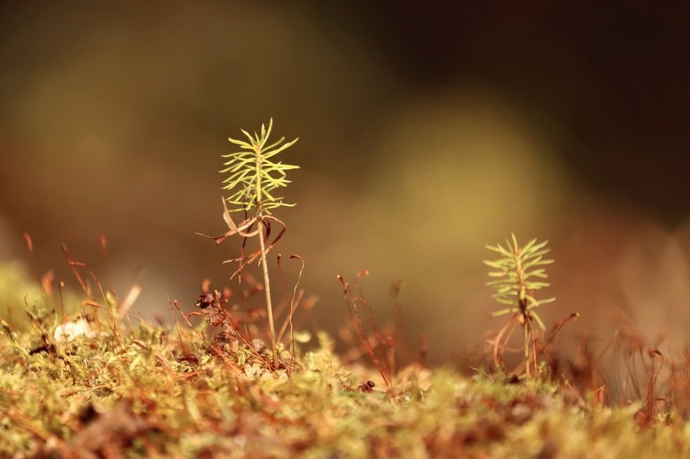 Photograph by Olga Bokareva