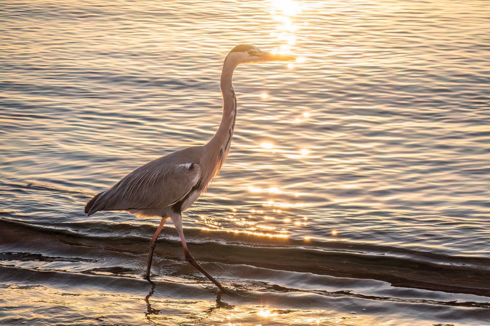 Grey heron, Ardea cinerea, Серая цапля