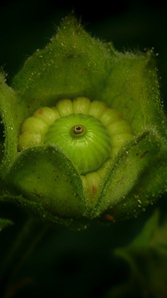 Photograph by Ирина Горбач