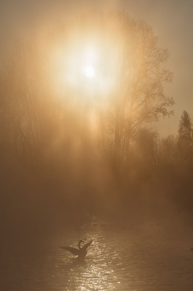 Зимняя сказка на лебедином озере