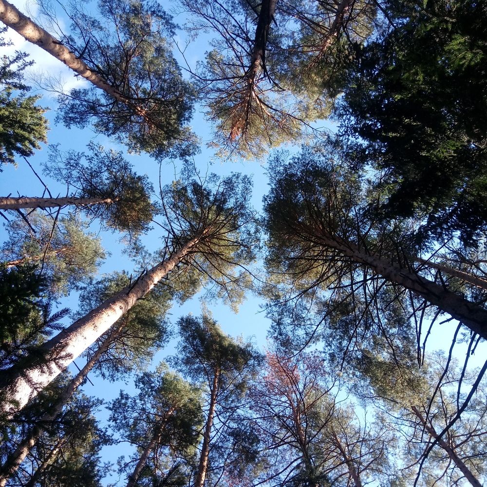 Photo #10443761