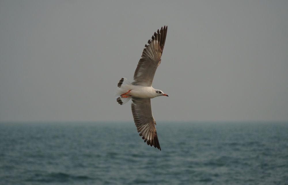 Photograph by Serajus Salekin Himel