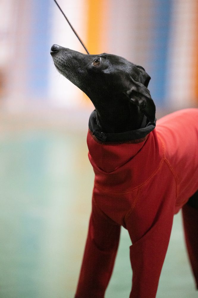 Морды и настроения на выставке