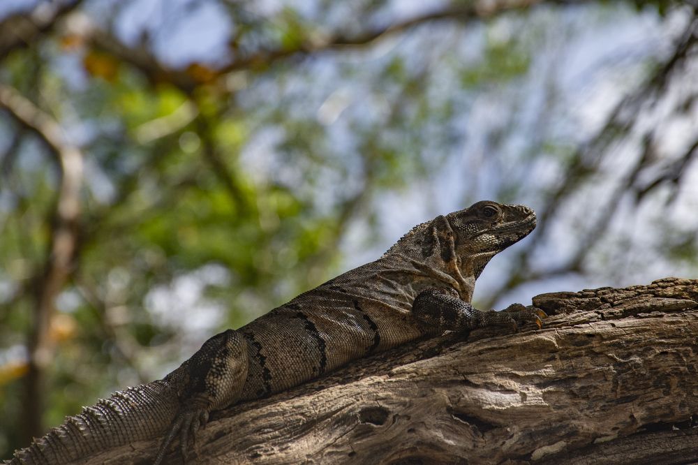 Iguana