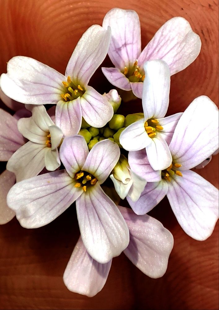 Photograph by Saeed Nosrati