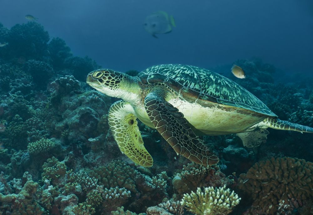 Photograph by Валерий Одинцов