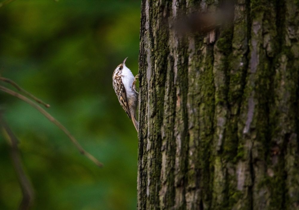 Фотография автора Марат Габидуллин