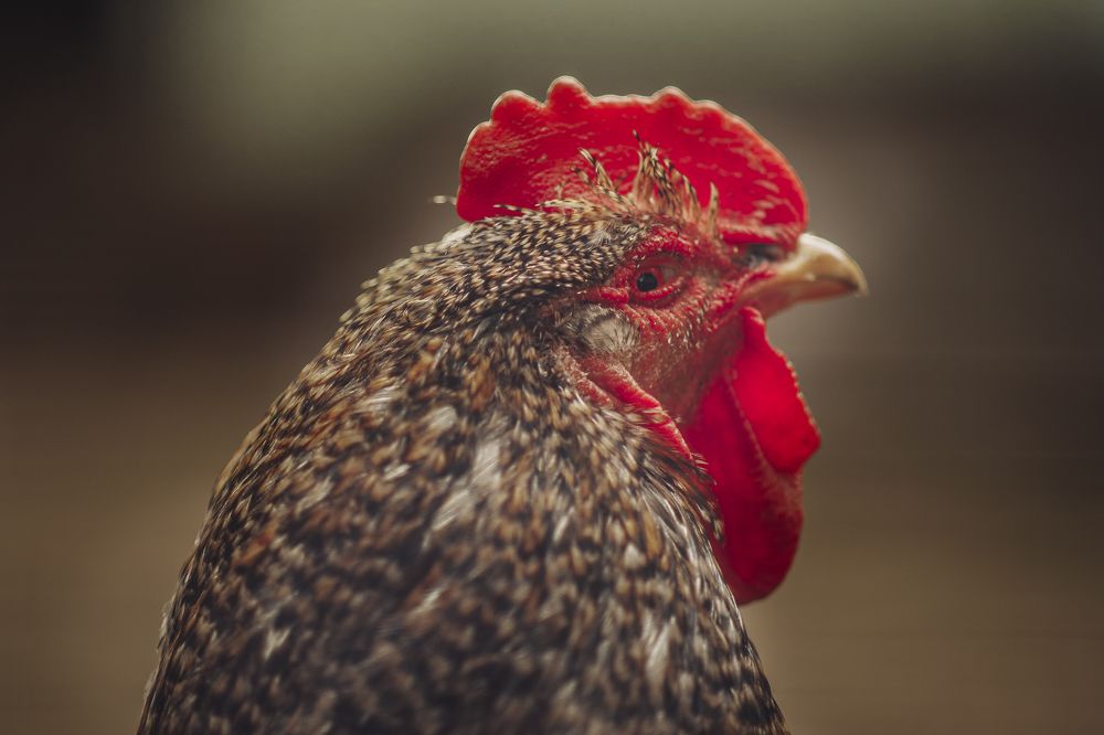 Photograph by Ольга Хентова