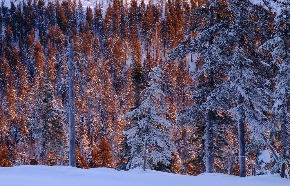 Photograph by Ирина Щеглова