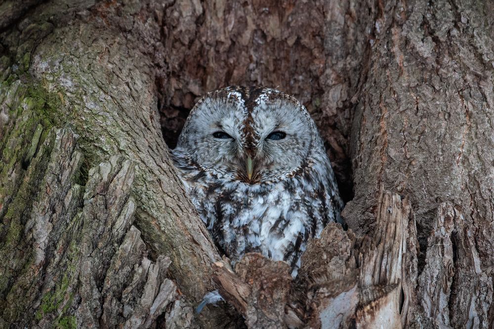 Photograph by Вячеслав Орос