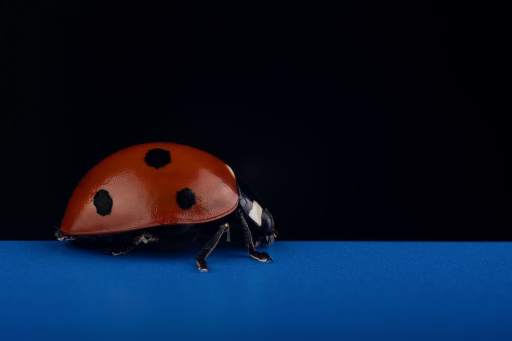 My pet ladybug