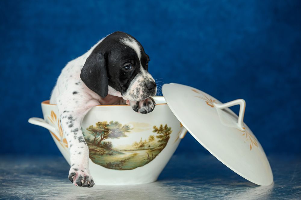 Photograph by Мария Новоселецкая