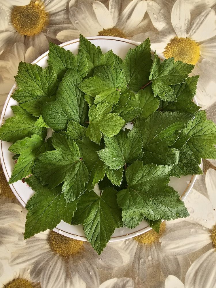 Photograph by Романова Елена