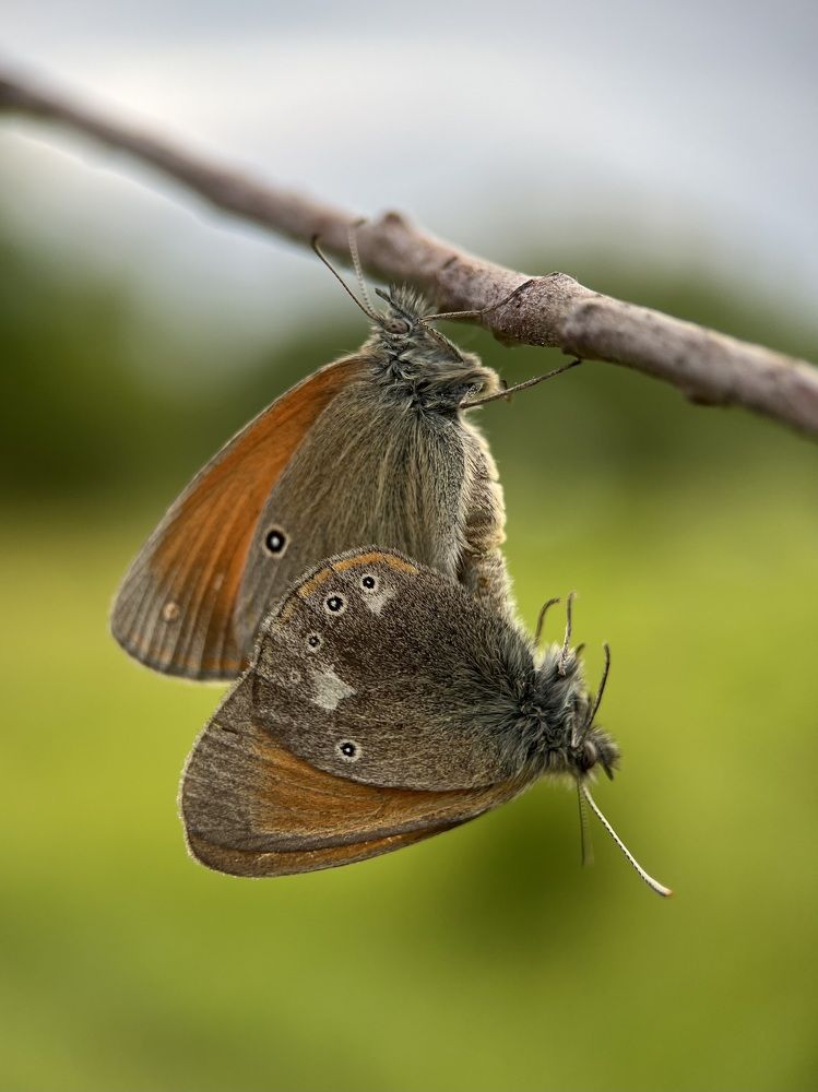 Любовь бабочек