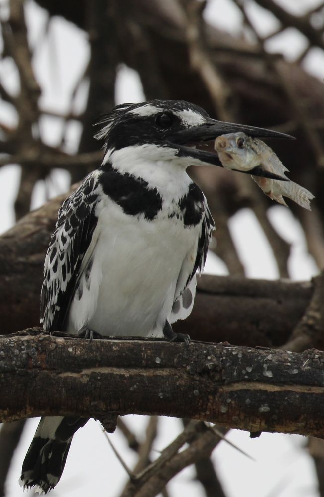 Photograph by Archana Subramanian