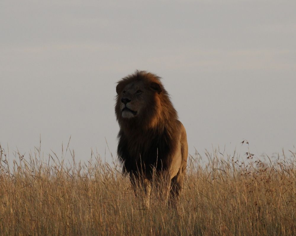 King looking at his kingdom