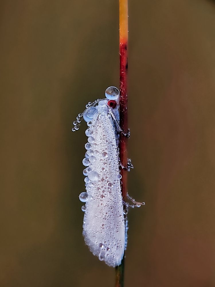 Photograph by Sumonta Paul