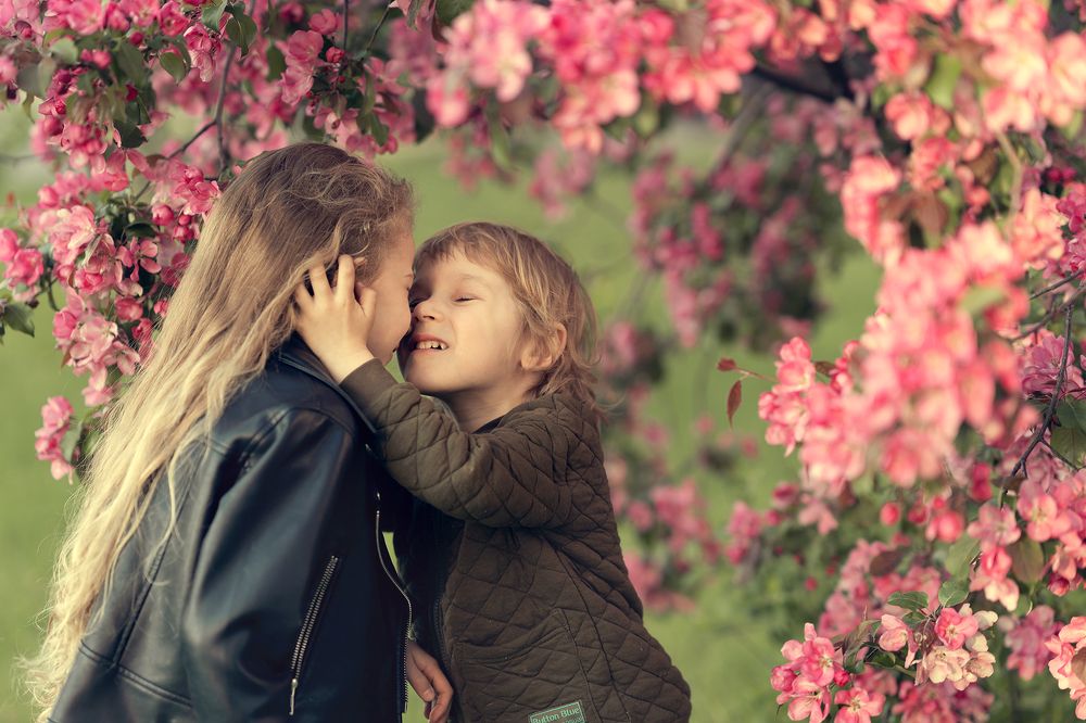 Цветение яблонь