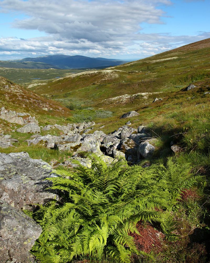 Солнечное Заполярье. Лувеньгские тундры.