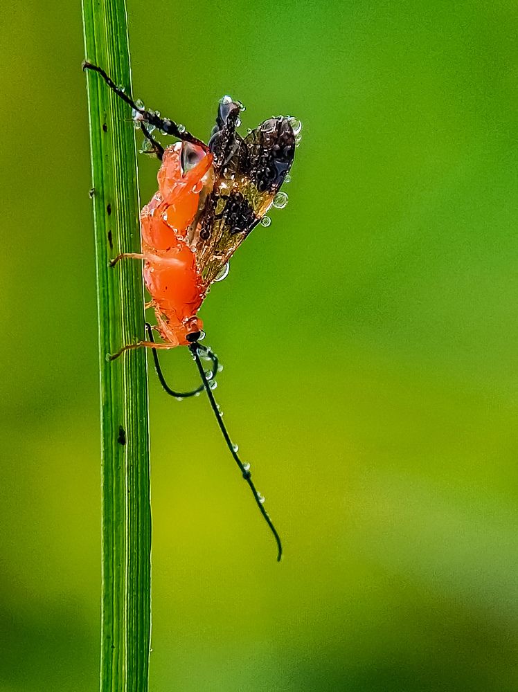 Photograph by Sumonta Paul