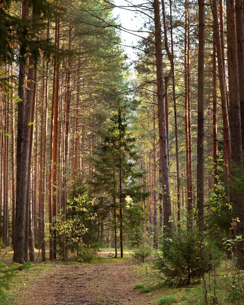 Photograph by Олег Фокин