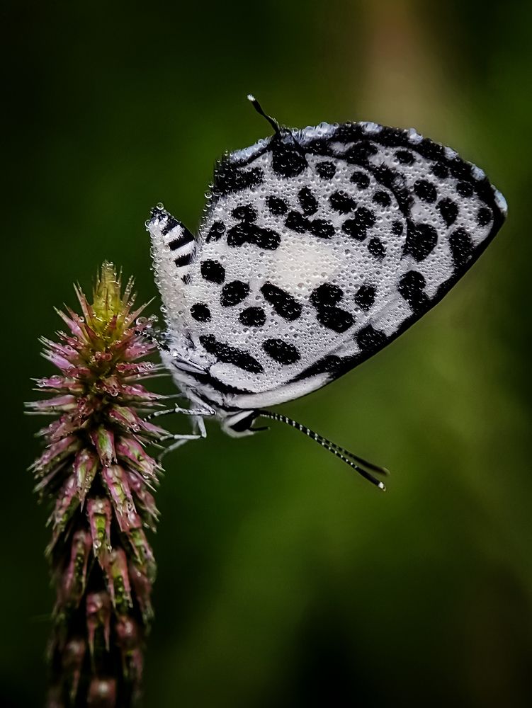 Photograph by Sumonta Paul