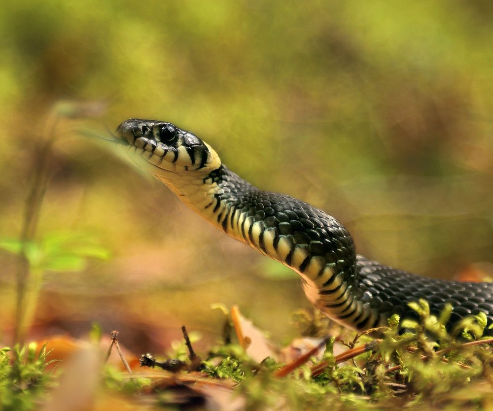 Photograph by Олег Фокин