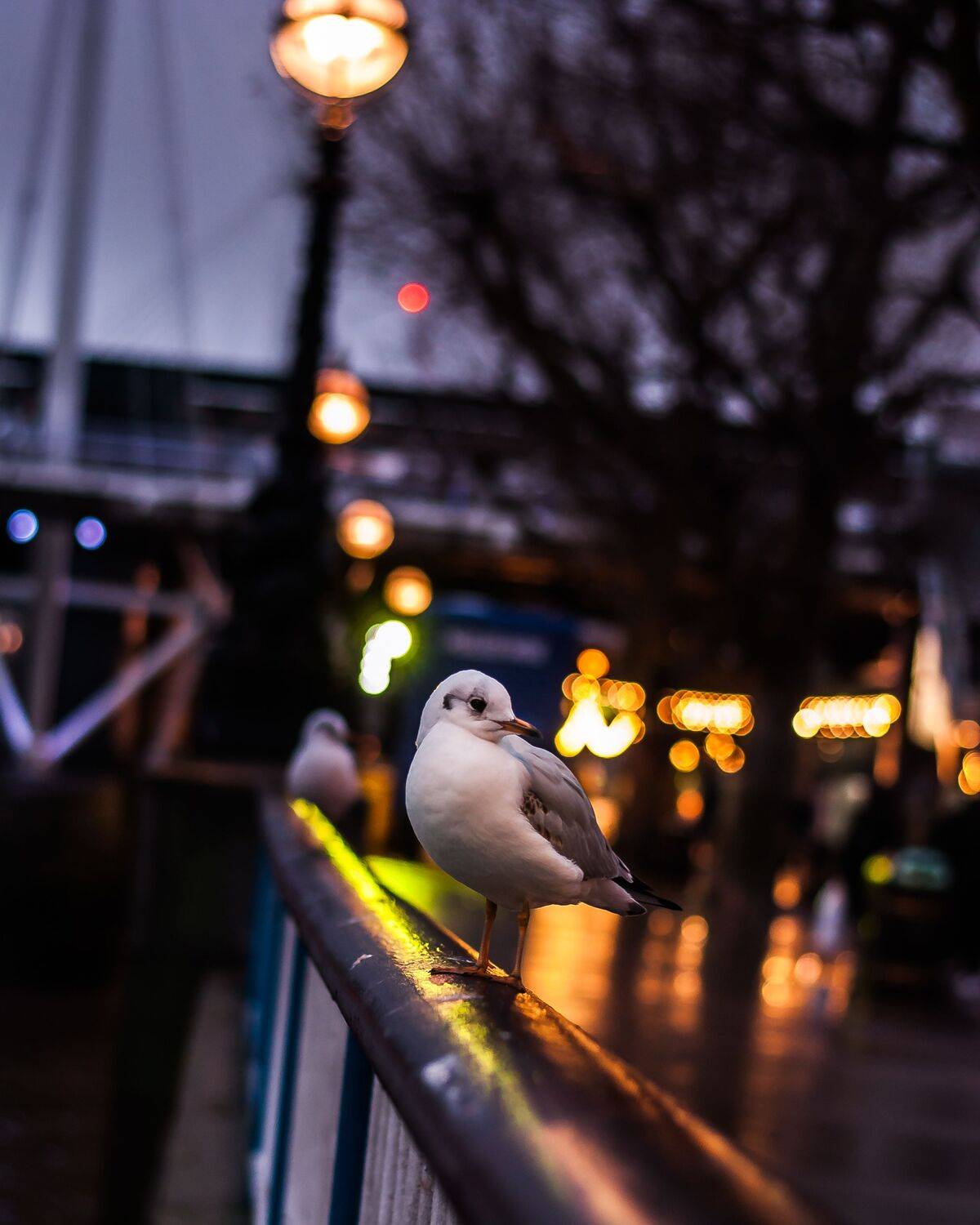 Bokeh seagull