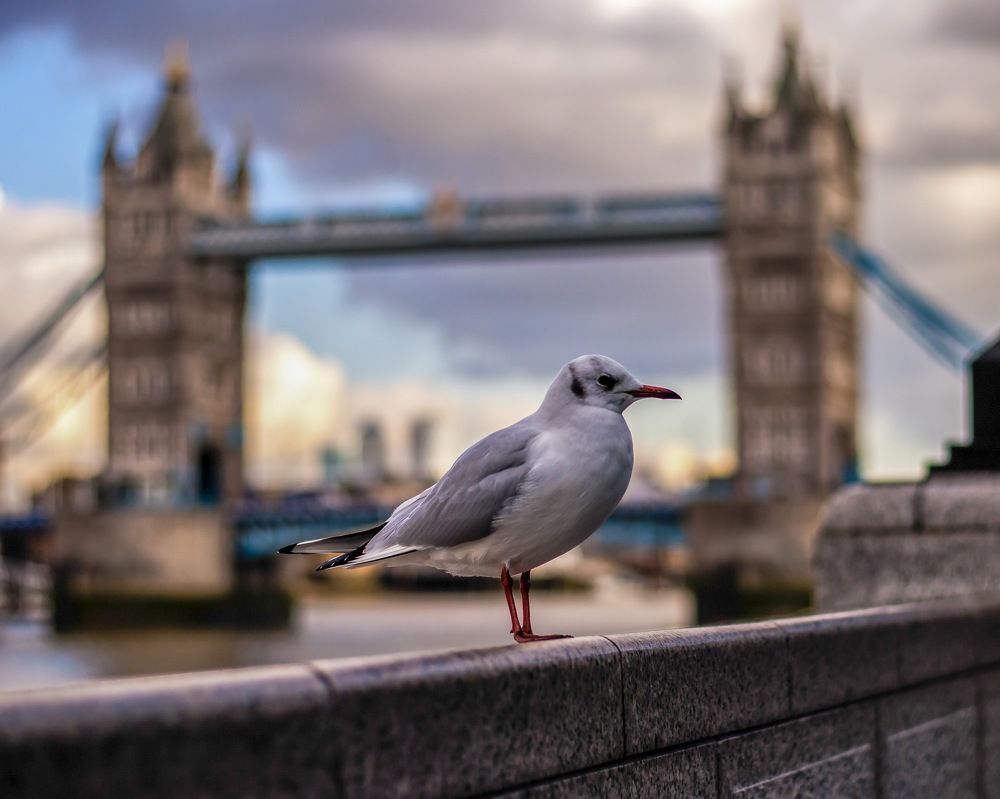 Tower Bridge seagull.