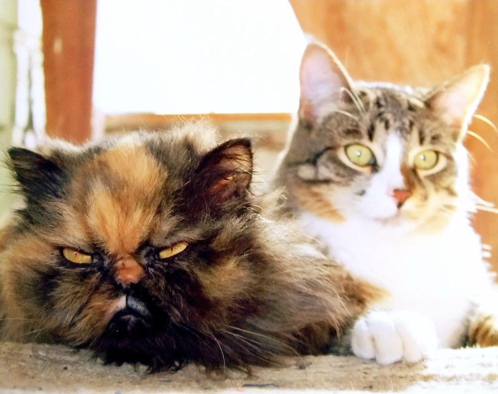 Фотография автора Елена Чиликина