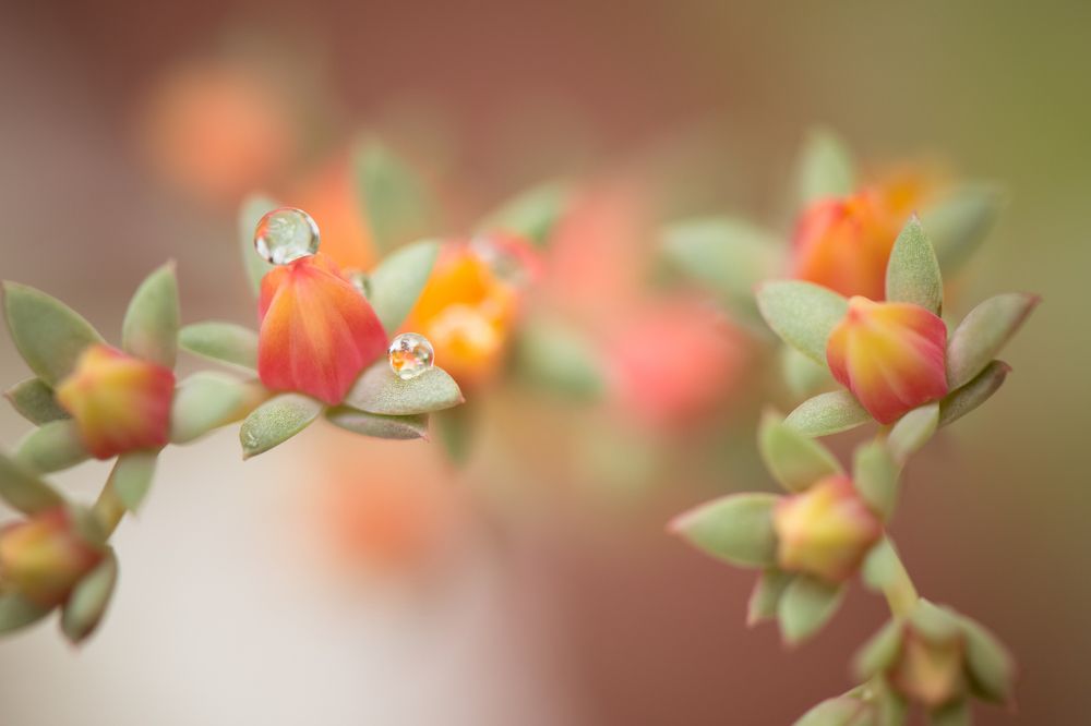 Photograph by Valmir Fernando da Silva