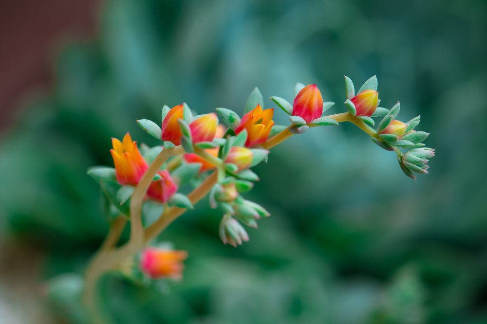 Photograph by Valmir Fernando da Silva