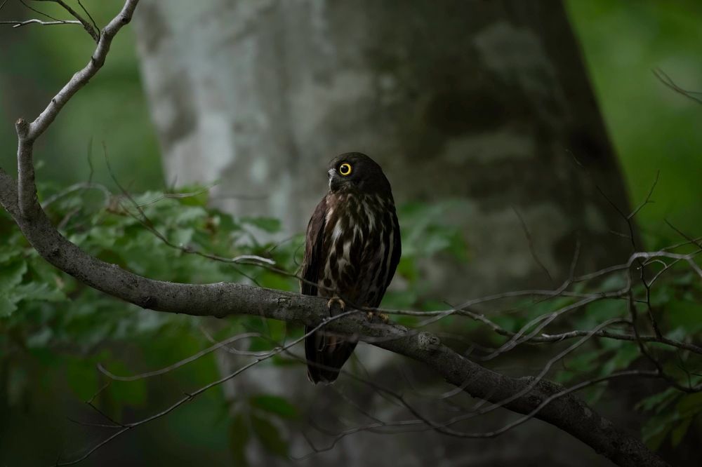 Photograph by Hiroki Matsubara