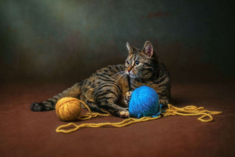 Фотография автора Kasia Kapała