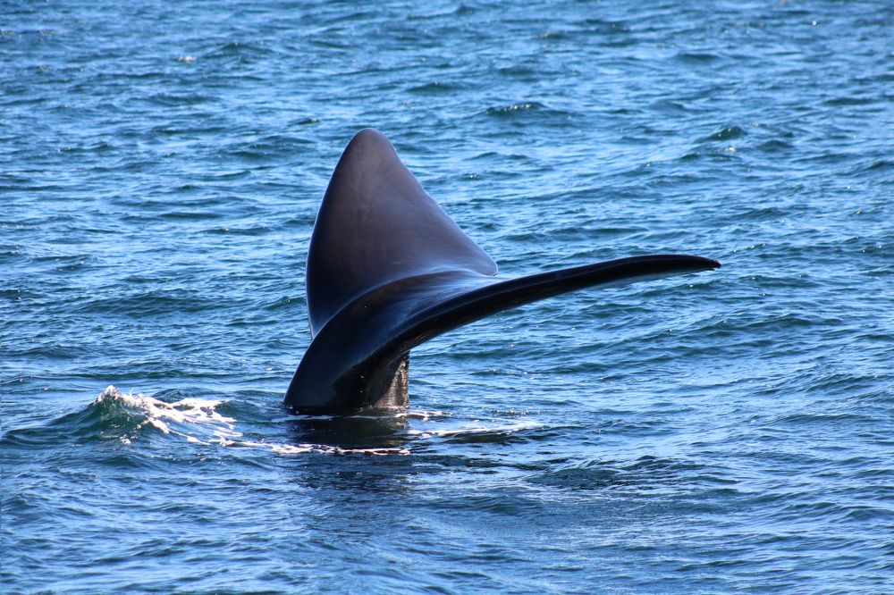 Photograph by Gonzalo Jorge Eduardo MARÓN