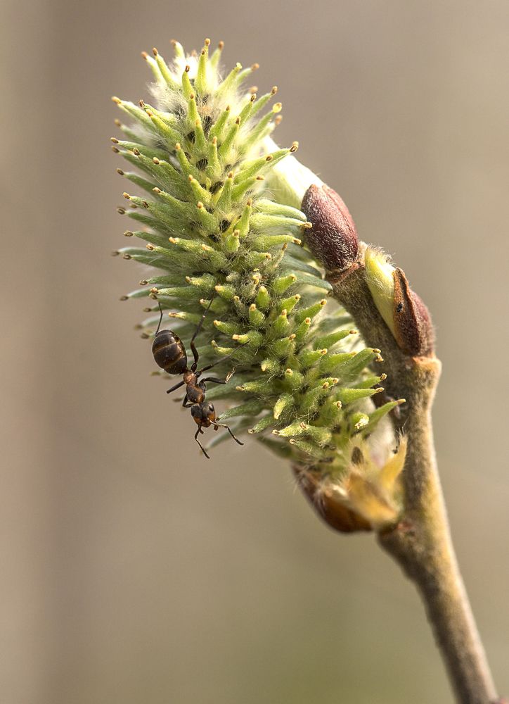 Фотография автора Andrey Pristyazhnyuk