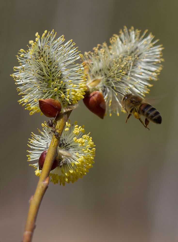 Фотография автора Andrey Pristyazhnyuk