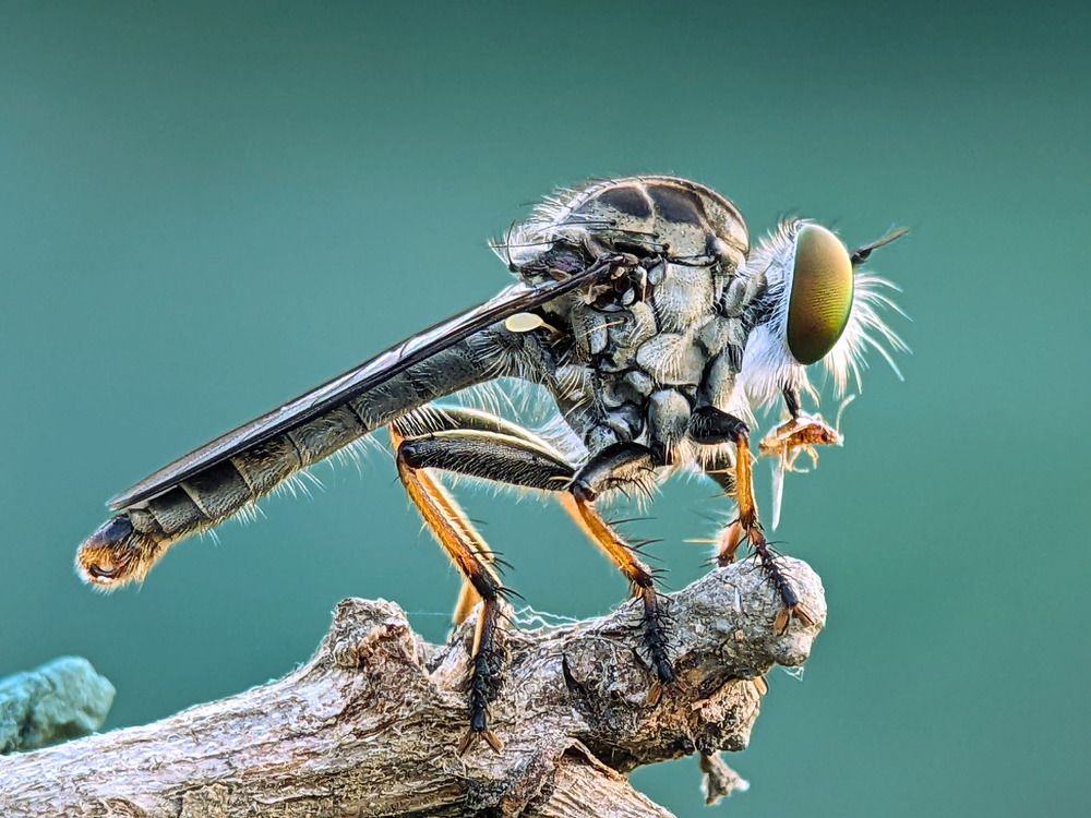Robberfly