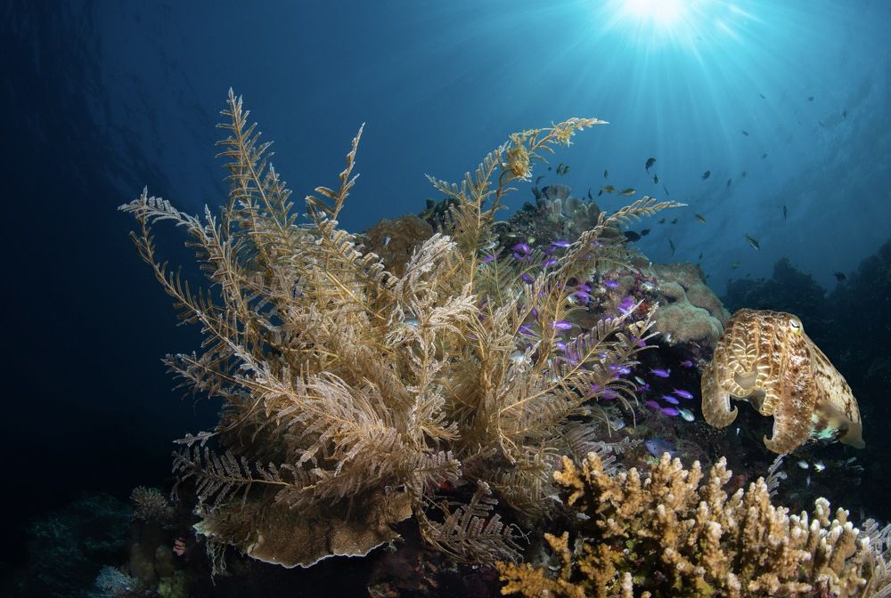 Каракатица в гидроиде