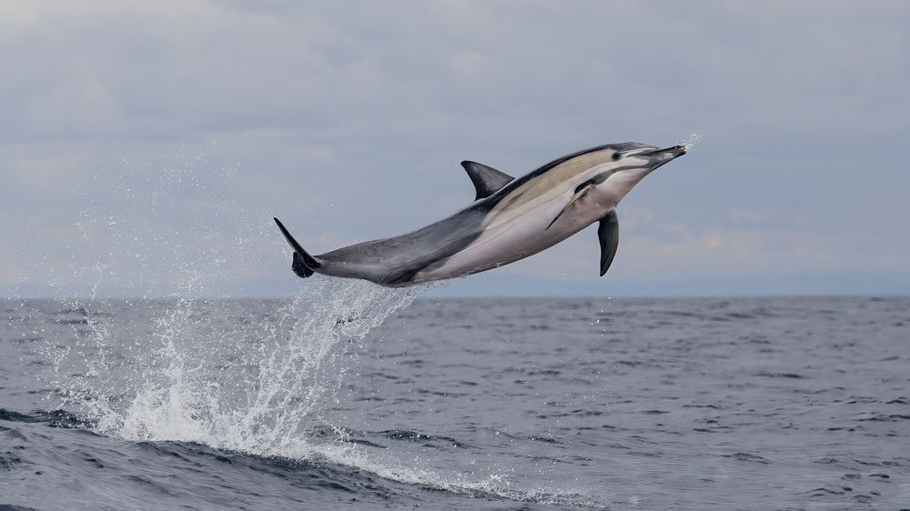 Photograph by Meysam Makvandi