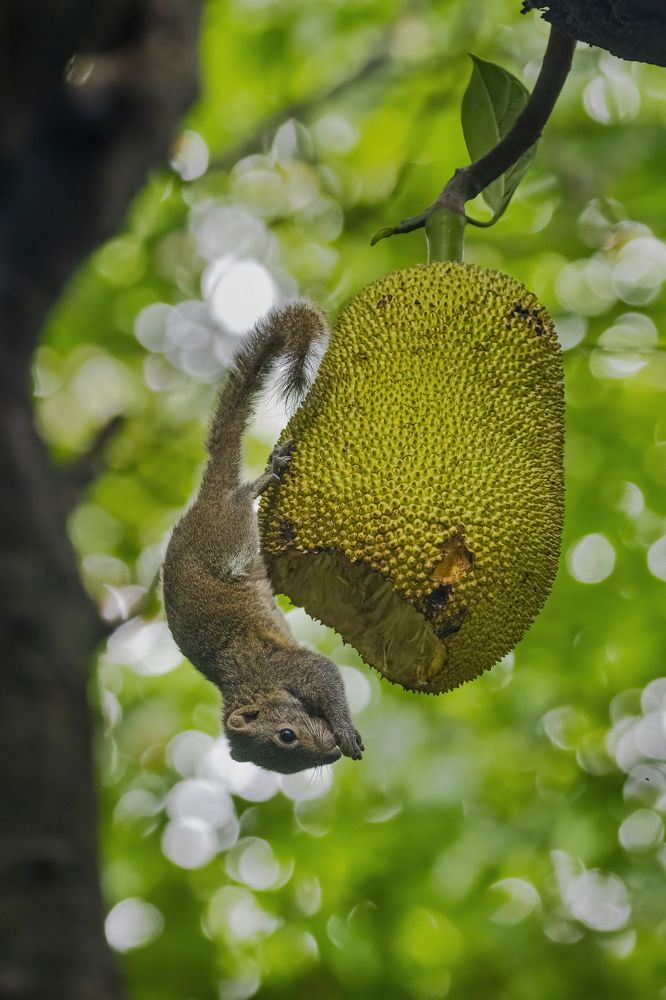 Photograph by Badal Chandra Sarker
