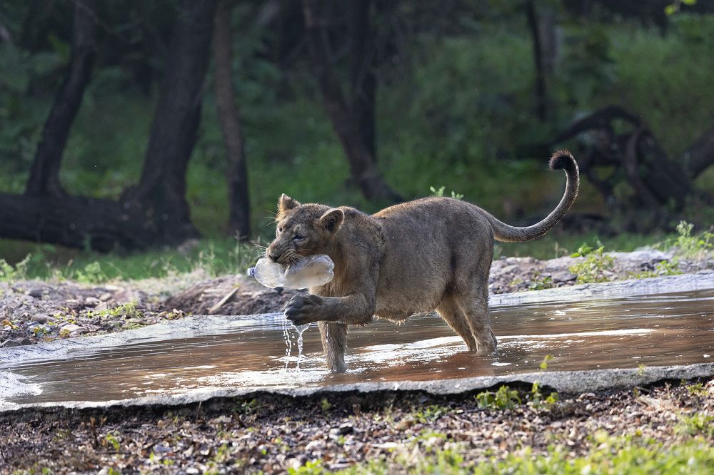 Photograph by Dr. Karim Kadiwar