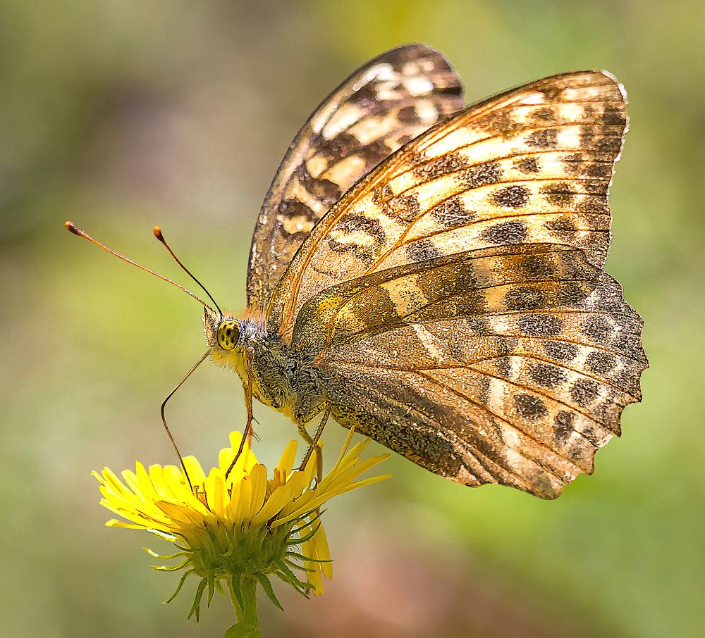 Фотография автора Andrey Pristyazhnyuk
