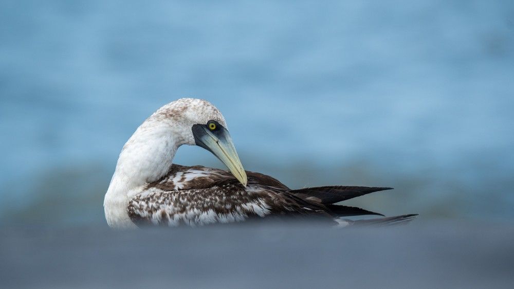 Photograph by Faisal Fasaludeen