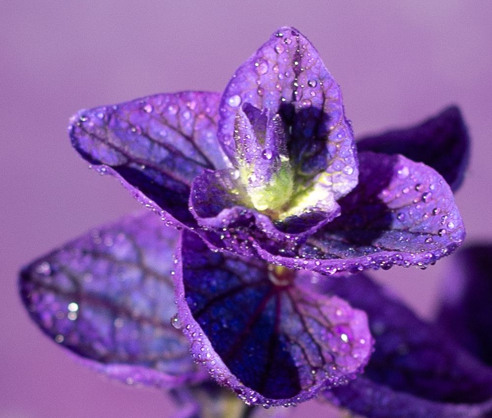 Photograph by Елена Куртеева