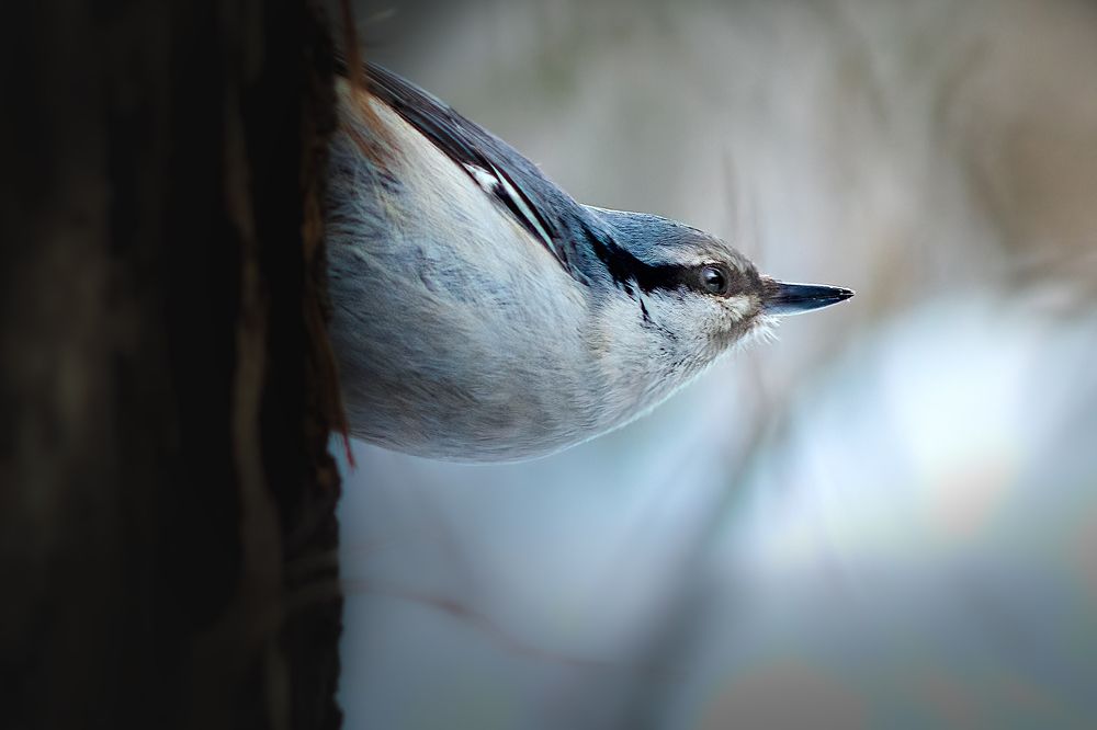 Photograph by Александр Соловьев