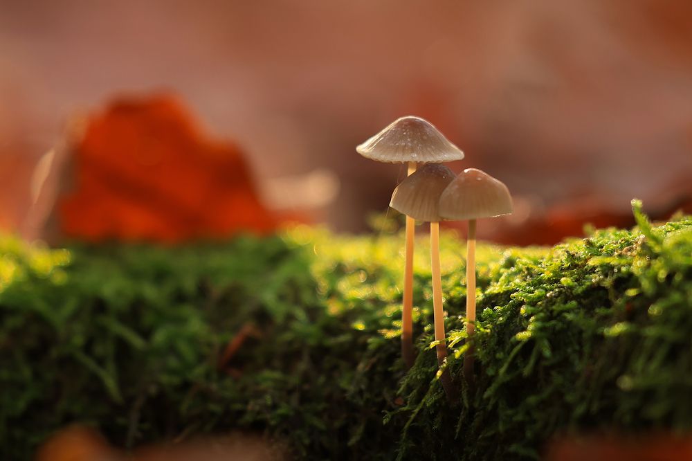 Photograph by Walentyna Sytnik