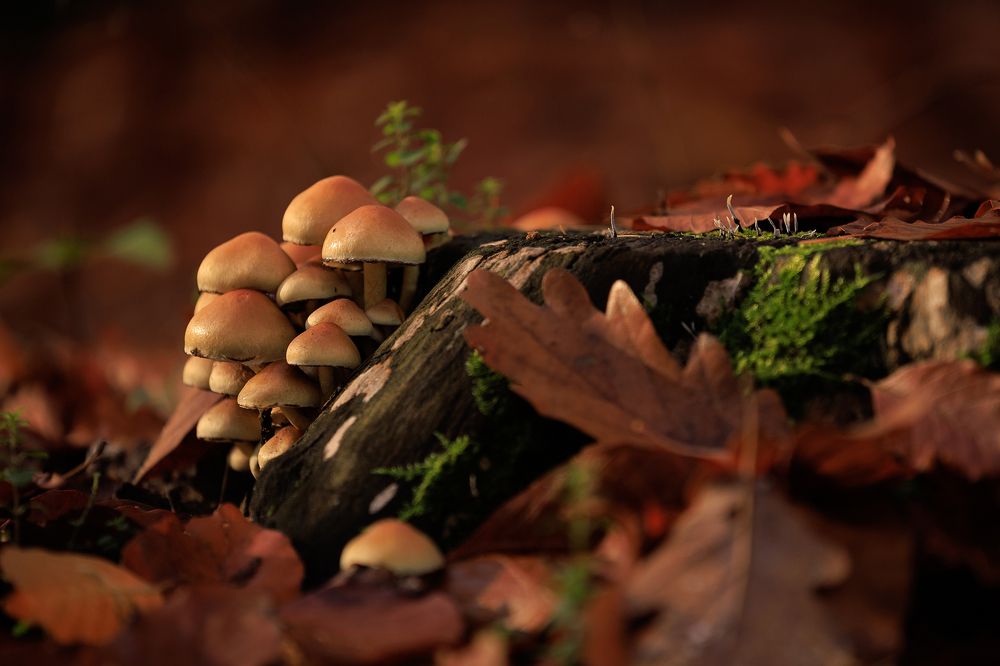Photograph by Walentyna Sytnik