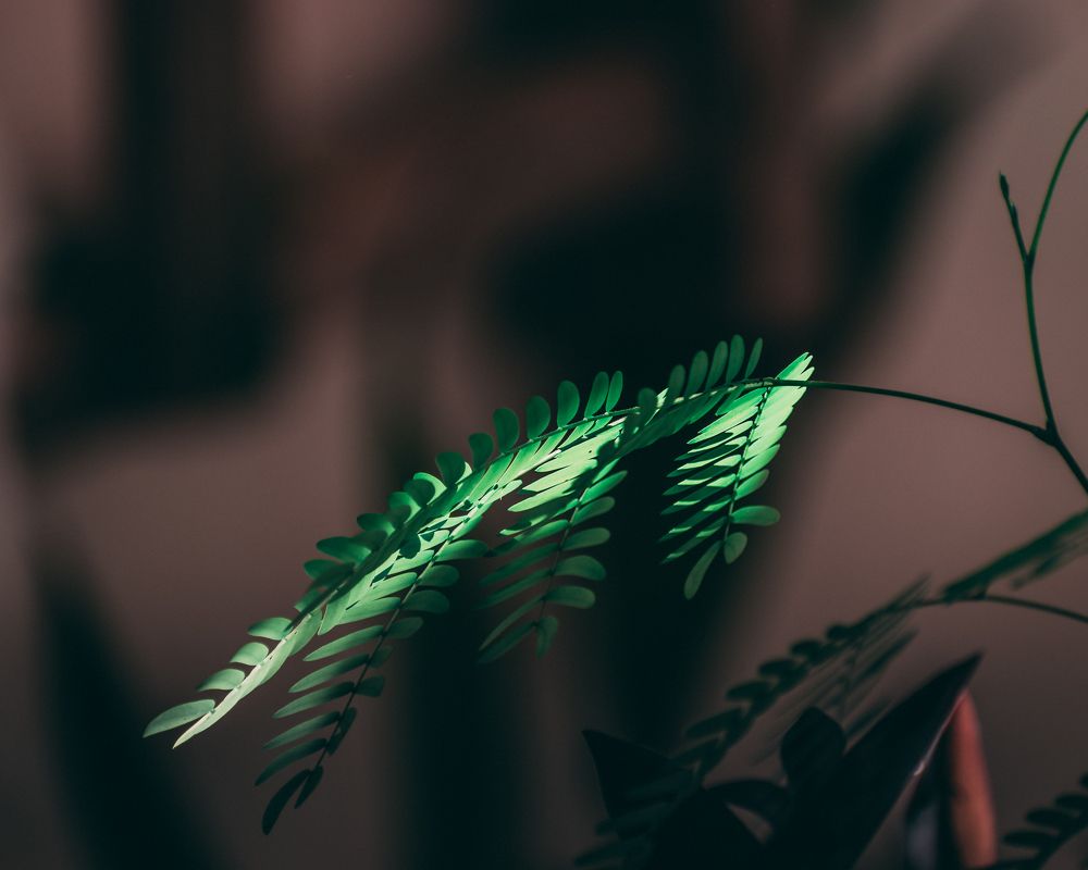 Photograph by Mazen Abdennadher